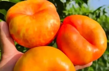 Freshness First Finding a Fruit Supplier Singapore Businesses Can Trust