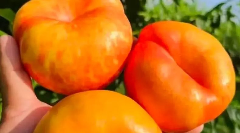 Freshness First Finding a Fruit Supplier Singapore Businesses Can Trust