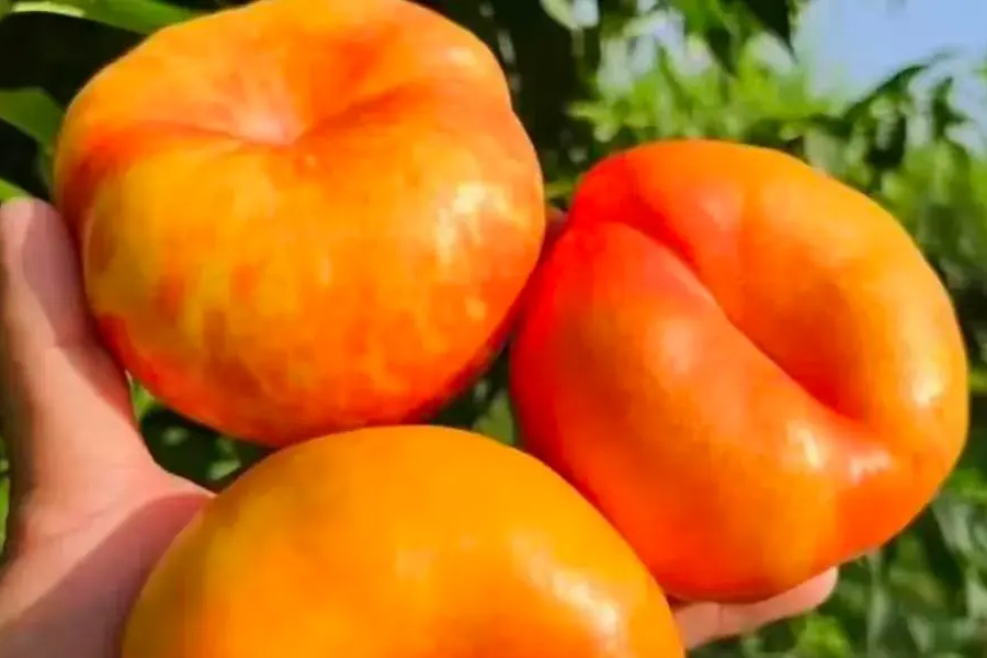 Freshness First Finding a Fruit Supplier Singapore Businesses Can Trust